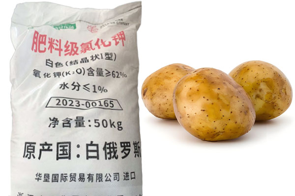 氯化钾在土豆种植中的作用